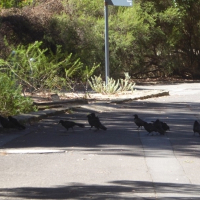 Corcorax melanorhamphos (White-winged Chough) at ANBG - 16 Feb 2018 by Christine