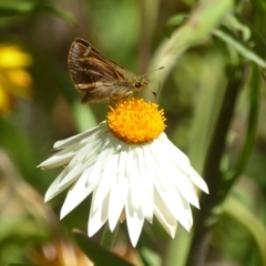 Dispar compacta (Barred Skipper) at ANBG - 16 Feb 2018 by Christine