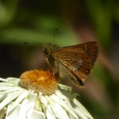 Dispar compacta (Barred Skipper) at ANBG - 16 Feb 2018 by Christine