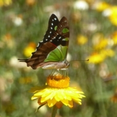 Graphium macleayanum (Macleay's Swallowtail) at ANBG - 16 Feb 2018 by Christine