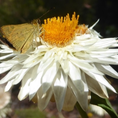 Ocybadistes walkeri (Green Grass-dart) at ANBG - 16 Feb 2018 by Christine