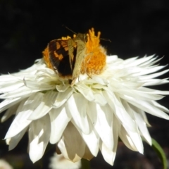 Ocybadistes walkeri at Acton, ACT - 16 Feb 2018