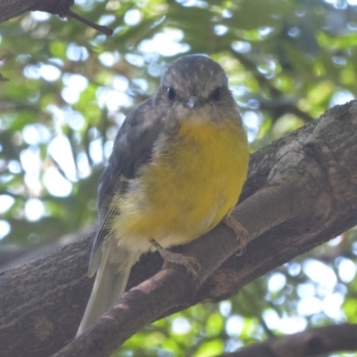 Eopsaltria australis (Eastern Yellow Robin) at ANBG - 17 Feb 2018 by Christine