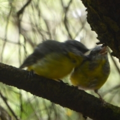 Eopsaltria australis at Acton, ACT - 17 Feb 2018