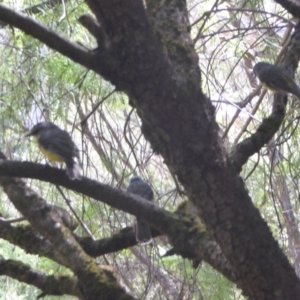 Eopsaltria australis at Acton, ACT - 17 Feb 2018