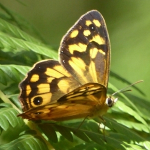 Heteronympha paradelpha at Acton, ACT - 17 Feb 2018