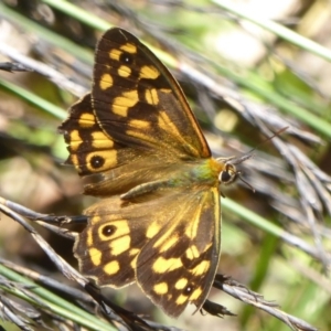 Heteronympha paradelpha at Acton, ACT - 17 Feb 2018 12:08 PM