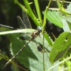 Synthemis eustalacta (Swamp Tigertail) at Acton, ACT - 17 Feb 2018 by Christine