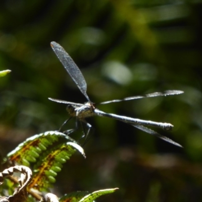 Austroargiolestes icteromelas (Common Flatwing) at ANBG - 17 Feb 2018 by Christine