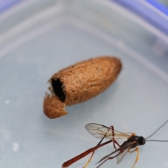 Heteropelma scaposum (Two-toned caterpillar parasite wasp) at Higgins, ACT - 19 Feb 2018 by AlisonMilton