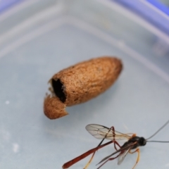 Heteropelma scaposum (Two-toned caterpillar parasite wasp) at Higgins, ACT - 19 Feb 2018 by Alison Milton