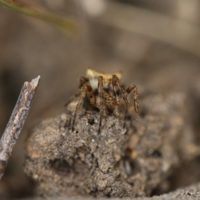 Socca pustulosa (Knobbled Orbweaver) at Higgins, ACT - 19 Dec 2017 by AlisonMilton