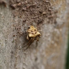 Socca pustulosa at Higgins, ACT - 19 Dec 2017