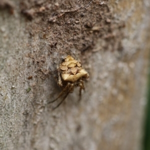 Socca pustulosa at Higgins, ACT - 19 Dec 2017