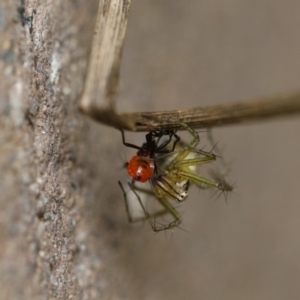 Oxyopes sp. (genus) at Higgins, ACT - 19 Dec 2017