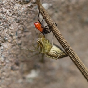 Oxyopes sp. (genus) at Higgins, ACT - 19 Dec 2017