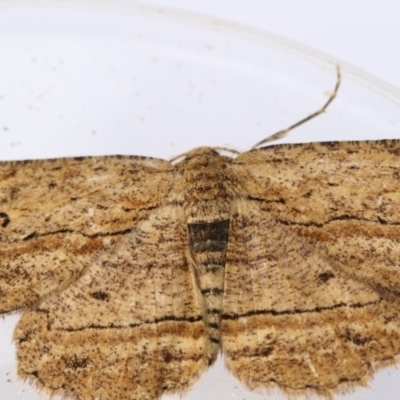 Ectropis excursaria (Common Bark Moth) at Higgins, ACT - 19 Dec 2017 by AlisonMilton