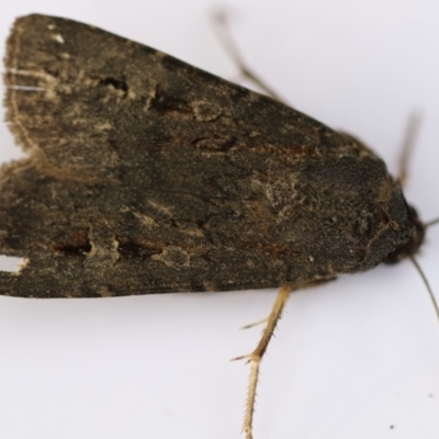 Agrotis infusa (Bogong Moth, Common Cutworm) at Higgins, ACT - 19 Dec 2017 by AlisonMilton