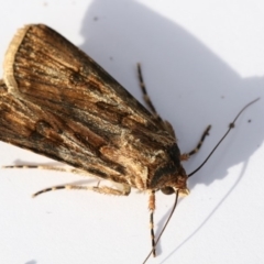 Agrotis munda (Brown Cutworm) at Higgins, ACT - 19 Dec 2017 by Alison Milton