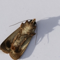 Agrotis munda at Higgins, ACT - 19 Dec 2017 04:10 PM