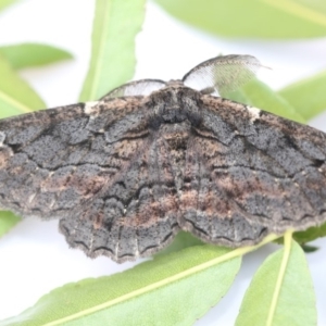 Pholodes sinistraria at Higgins, ACT - 30 Jan 2018 12:58 PM