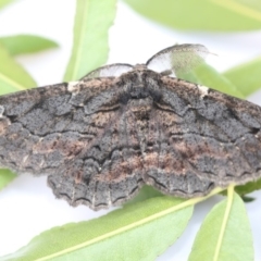 Pholodes sinistraria (Sinister or Frilled Bark Moth) at Higgins, ACT - 30 Jan 2018 by Alison Milton