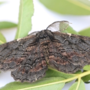 Pholodes sinistraria at Higgins, ACT - 30 Jan 2018 12:58 PM