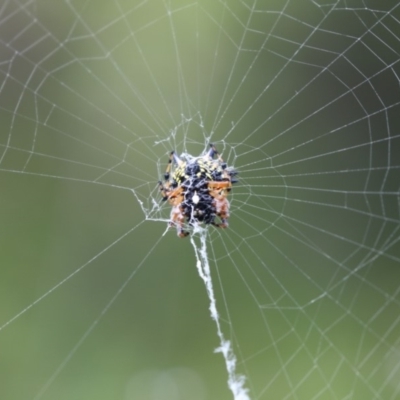 Austracantha minax (Christmas Spider, Jewel Spider) at Canberra Central, ACT - 7 Jan 2018 by Alison Milton