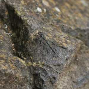 Austroargiolestes icteromelas at Canberra Central, ACT - 8 Jan 2018