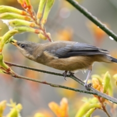Acanthorhynchus tenuirostris (Eastern Spinebill) at Acton, ACT - 8 Jan 2018 by Alison Milton