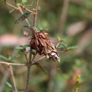 Hyalarcta huebneri at Canberra Central, ACT - 8 Jan 2018