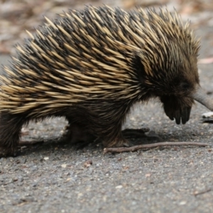 Tachyglossus aculeatus at Canberra Central, ACT - 8 Jan 2018