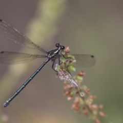 Austroargiolestes icteromelas (Common Flatwing) at ANBG - 8 Jan 2018 by Alison Milton