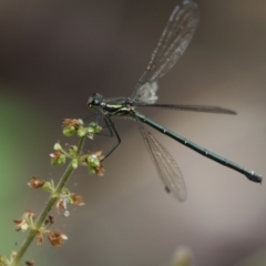 Austroargiolestes icteromelas at Acton, ACT - 8 Jan 2018