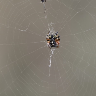 Austracantha minax (Christmas Spider, Jewel Spider) at ANBG - 8 Jan 2018 by Alison Milton