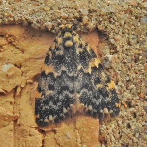 Halone coryphoea at Wanniassa, ACT - 19 Feb 2018