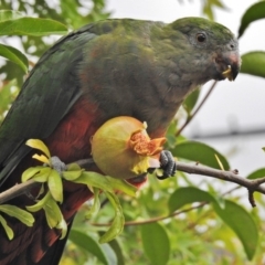 Alisterus scapularis (Australian King-Parrot) at Wanniassa, ACT - 19 Feb 2018 by JohnBundock
