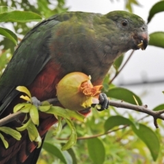 Alisterus scapularis (Australian King-Parrot) at Wanniassa, ACT - 19 Feb 2018 by JohnBundock