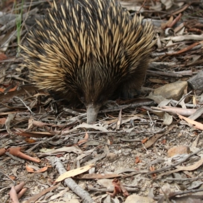 Tachyglossus aculeatus (Short-beaked Echidna) at ANBG - 8 Jan 2018 by AlisonMilton