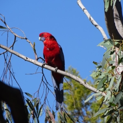 Platycercus elegans (Crimson Rosella) at Isaacs Ridge and Nearby - 11 Feb 2018 by Mike