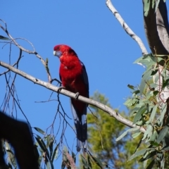 Platycercus elegans (Crimson Rosella) at Isaacs Ridge and Nearby - 11 Feb 2018 by Mike