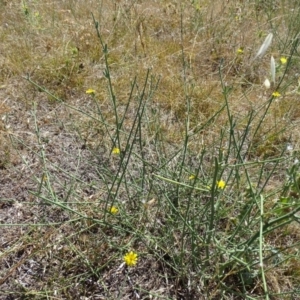 Chondrilla juncea at Isaacs Ridge - 12 Feb 2018