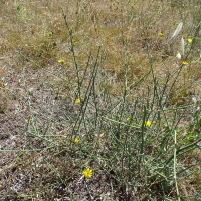 Chondrilla juncea (Skeleton Weed) at Isaacs Ridge and Nearby - 11 Feb 2018 by Mike