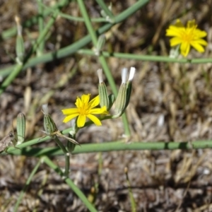 Chondrilla juncea at Isaacs Ridge - 12 Feb 2018