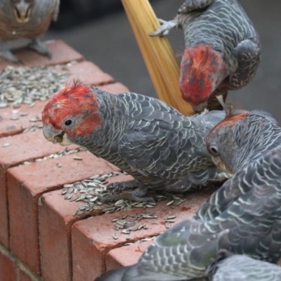 Callocephalon fimbriatum (Gang-gang Cockatoo) at Australian National University - 11 Jan 2018 by Alison Milton