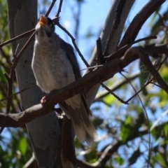 Manorina melanocephala (Noisy Miner) at Mount Mugga Mugga - 4 Feb 2018 by Mike