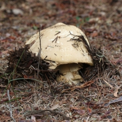 Amanita sp. (Amanita sp.) at ANBG - 12 Jan 2018 by Alison Milton