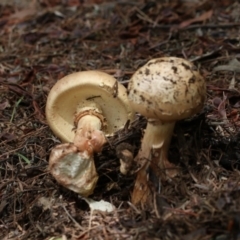 Amanita sp. at Acton, ACT - 12 Jan 2018