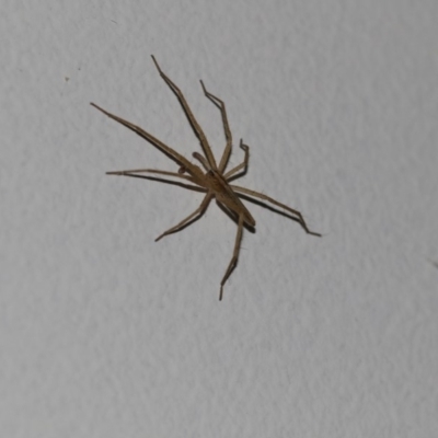 Miturgidae (family) (False wolf spider) at Higgins, ACT - 24 Jan 2018 by Alison Milton