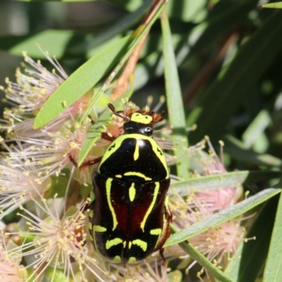 Eupoecila australasiae (Fiddler Beetle) at Higgins, ACT - 29 Jan 2018 by Alison Milton